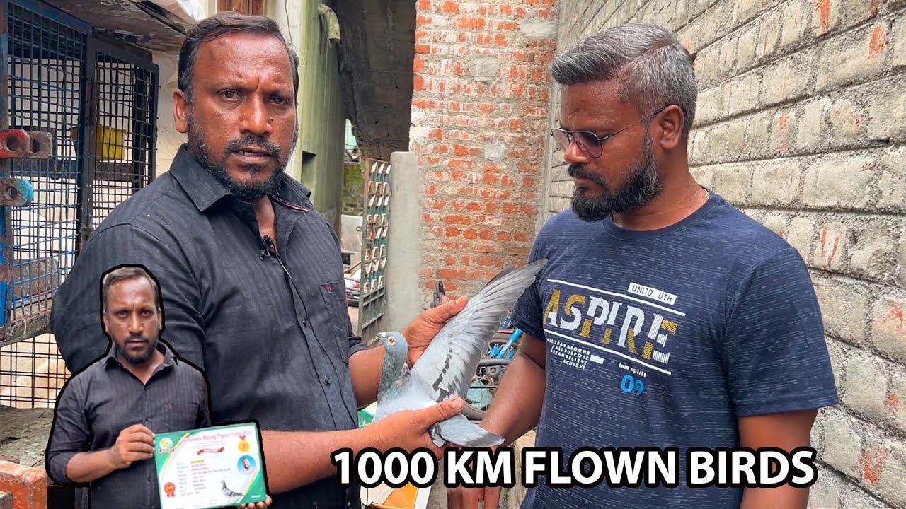 1000 KM தாண்டி பறந்து வந்த பந்தைய புறா 🕊 | Long Distance Racin Piegon 🔥🔥🔥