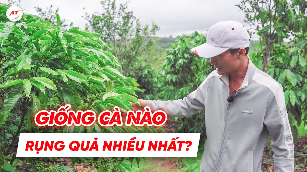 RỤNG QUẢ CÀ PHÊ: GIỐNG CÀ PHÊ NÀO DỄ RỤNG QUẢ NHIỀU NHẤT?