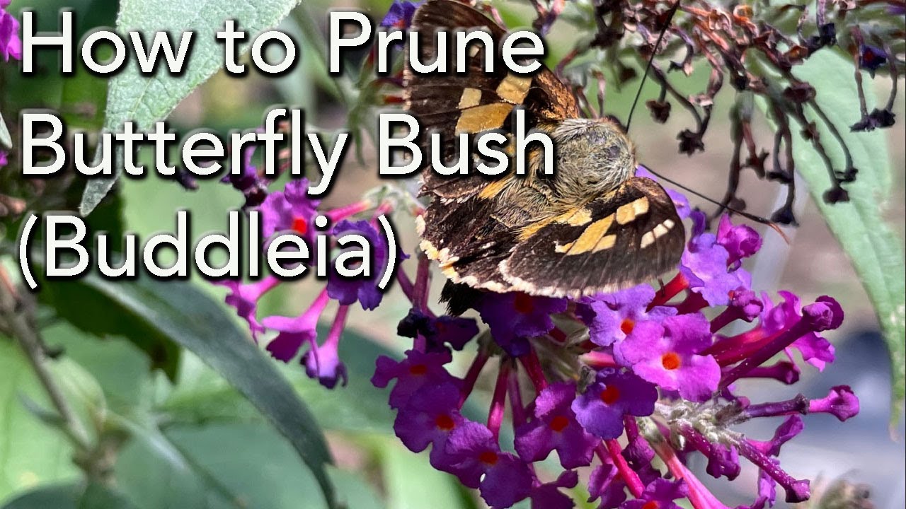 How to Prune Buddleia - The Butterfly Bush Complete demonstration and Deadheading
