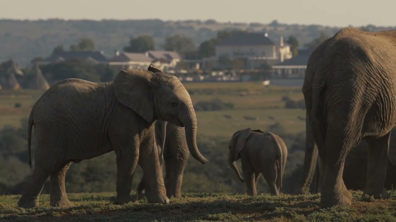 Shamwari Private Game Reserve