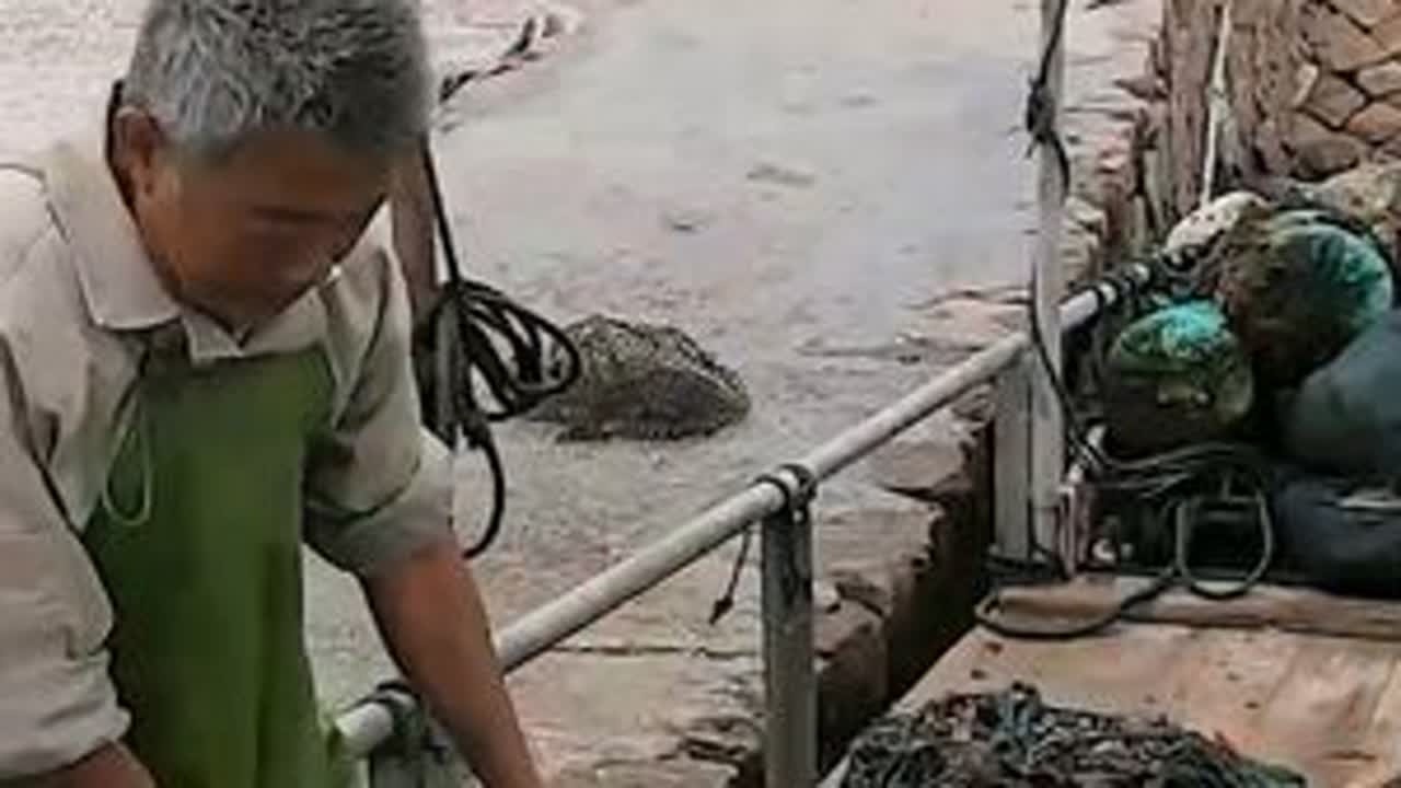 泰叔去海蛎场整理浮球，长了很多海花还有贻贝，拿一些回去加餐了 #赶海 #贻贝 #海花 #螺 #海鲜