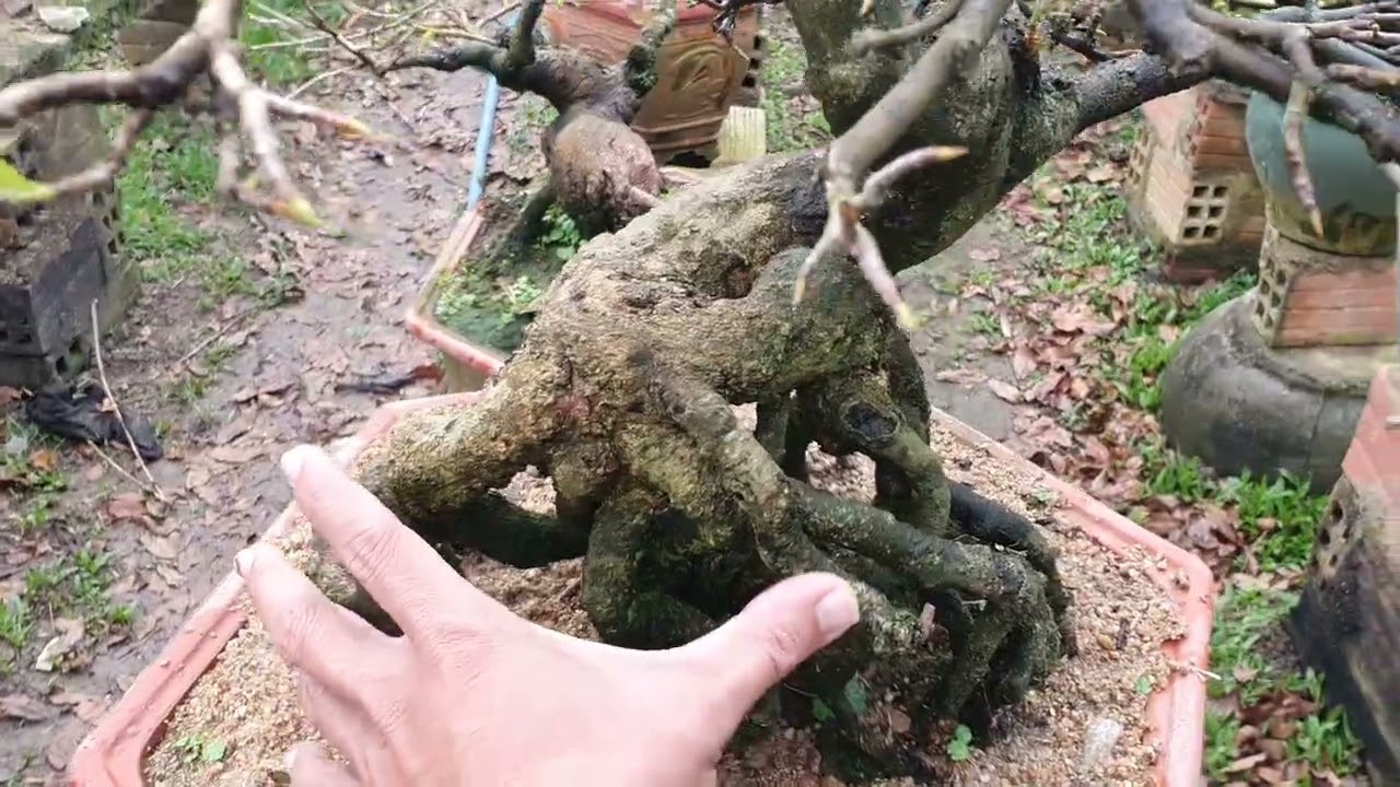 Cuối năm đi dạo các vườn mai săn mai giá rẻ 