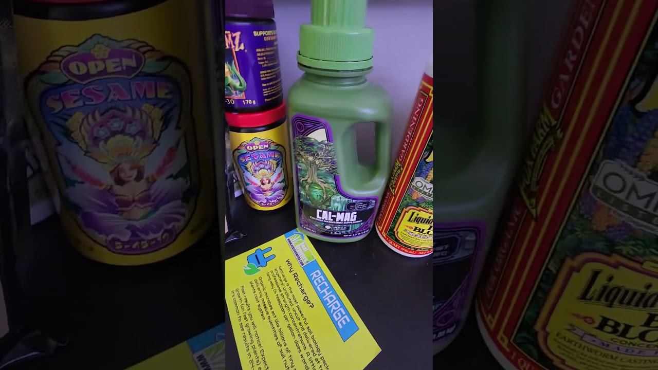 Woreoz - Seed2Flower 24