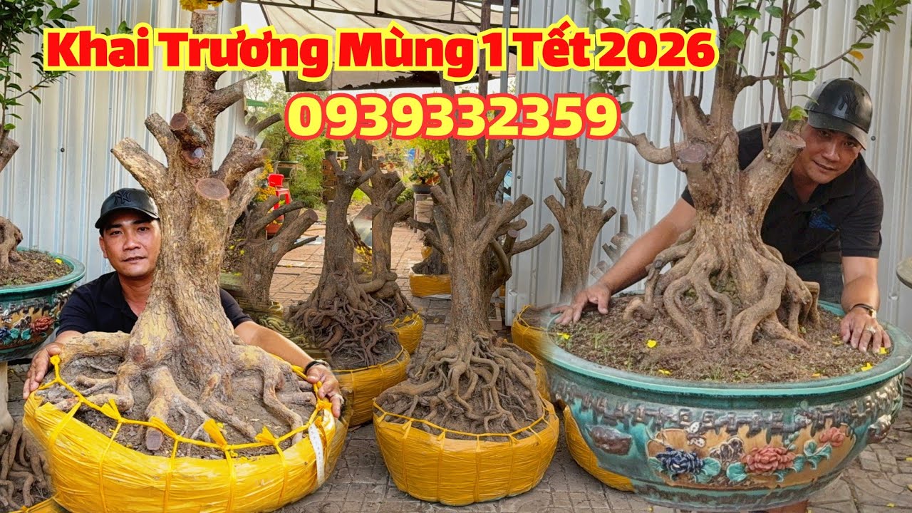 Khai Trương mùng 1 Tết 2026 #Thông_ 0939332359, Phôi Mai Tứ Quý hoành lớn đế vip, Siêu Bông Bình Lợi