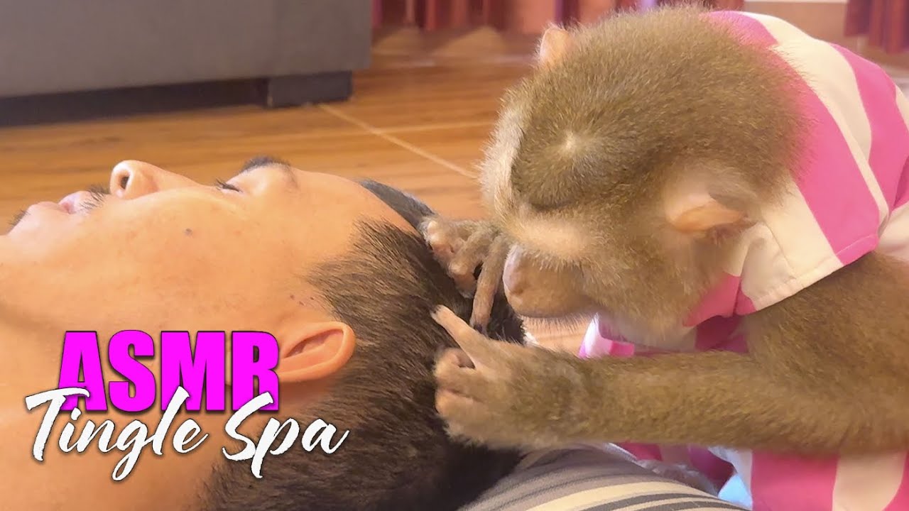 ASMR Monkey Grooming | Soft Tingle Spa Triggers for Deep Sleep