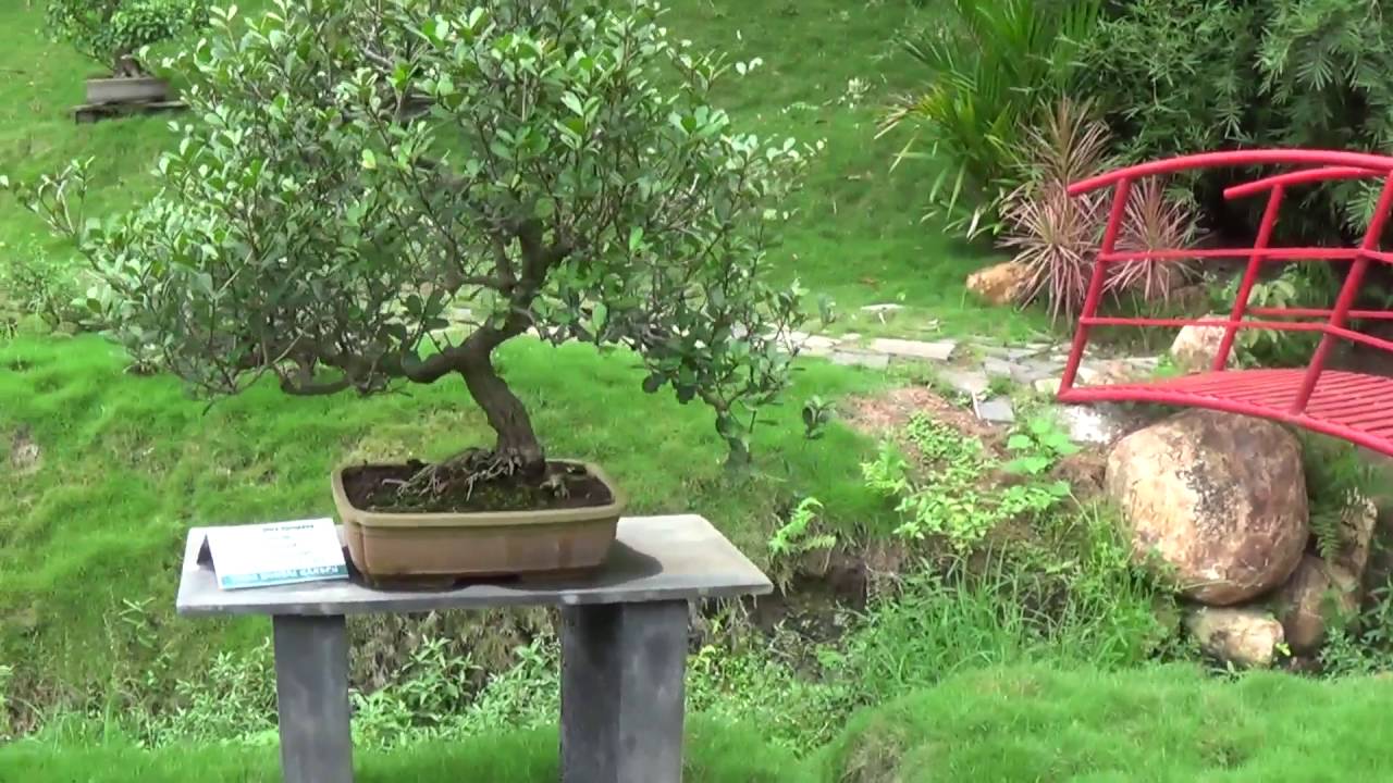 Nikki Bonsai Garden, Padmanabhapuram, Thuckalay, Tamil Nadu