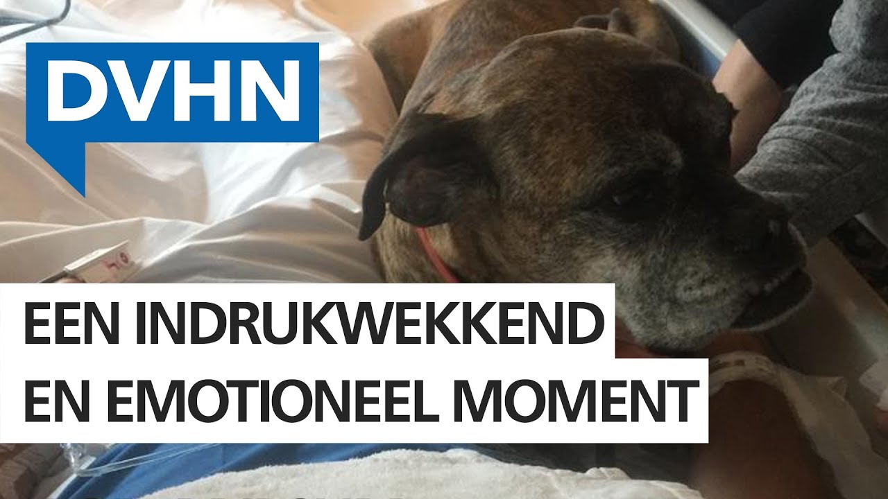 Hond Bruce neemt afscheid van stervend baasje