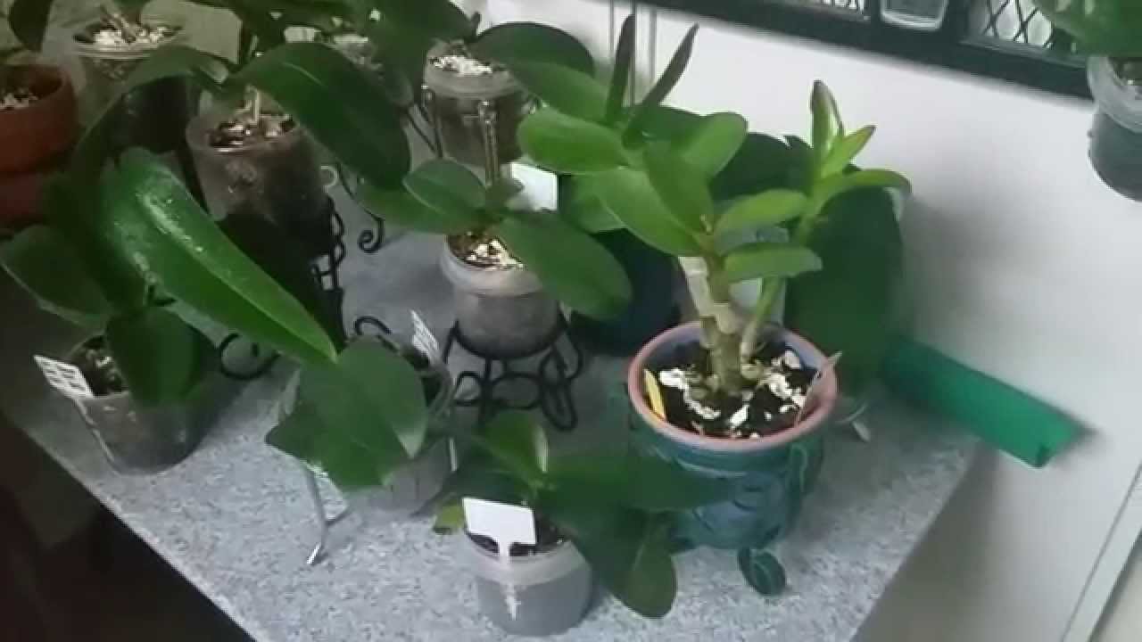 Growing Orchids in a Small Space Tips and Tricks!
