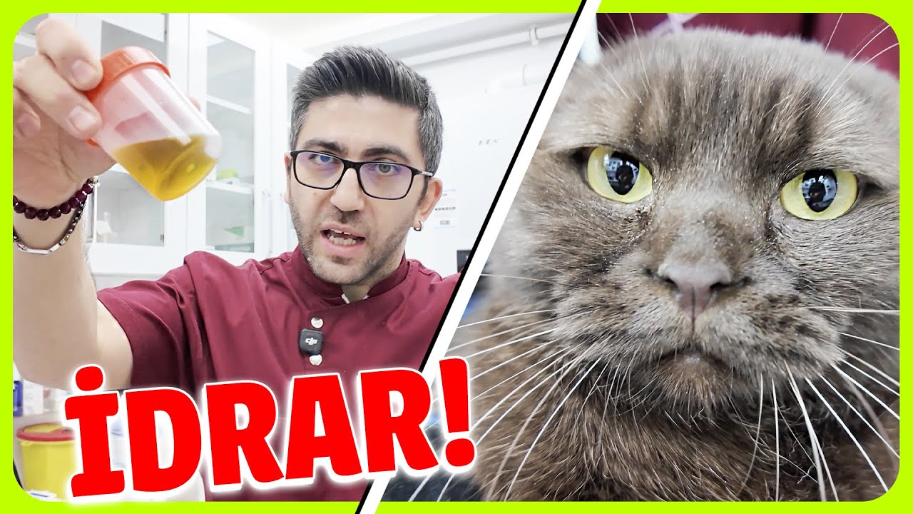 HER KEDİ YAŞAYACAK! 😐