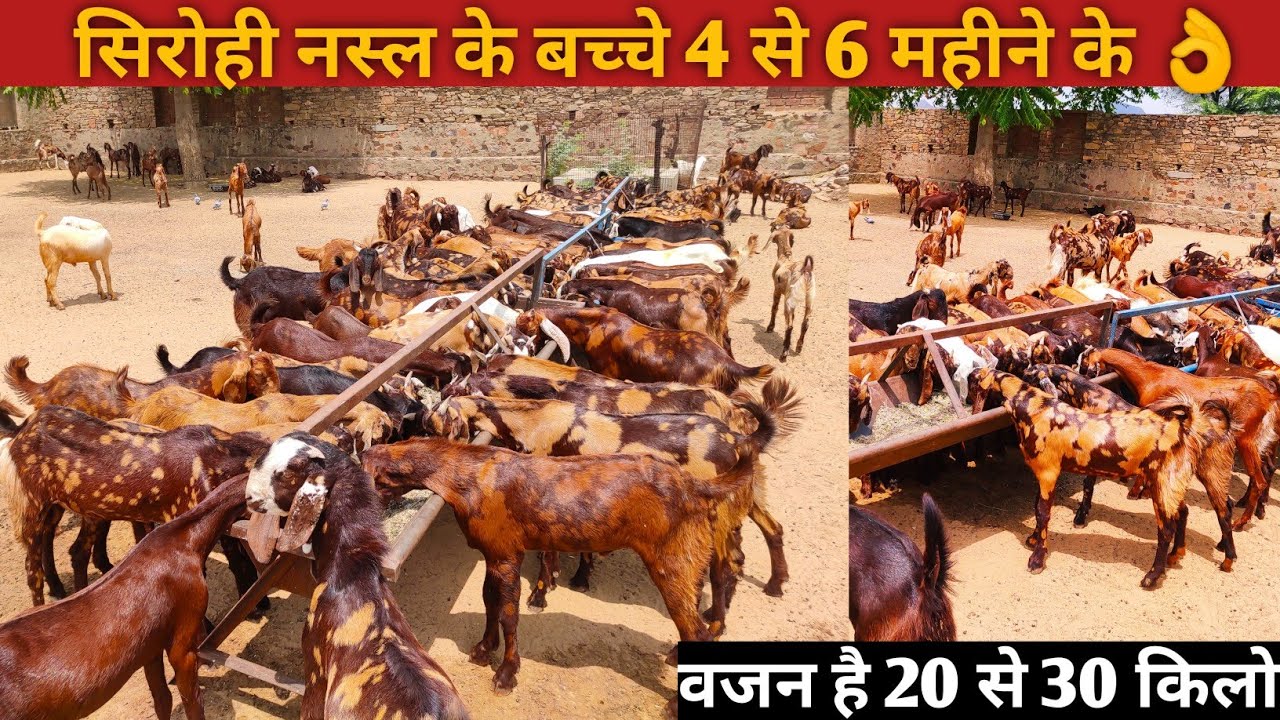 सिरोही, सोजत, नस्ल के 4 से 6महिने के ( 20 से 30 किलो तक) राजस्थान गोट फार्म  अजमेर (जय तोषिक)