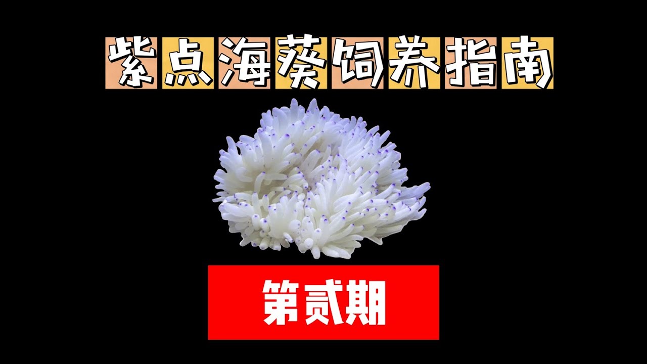 紫点海葵饲养手册第二期 - Sebae Anemone Care Guide （No.2）