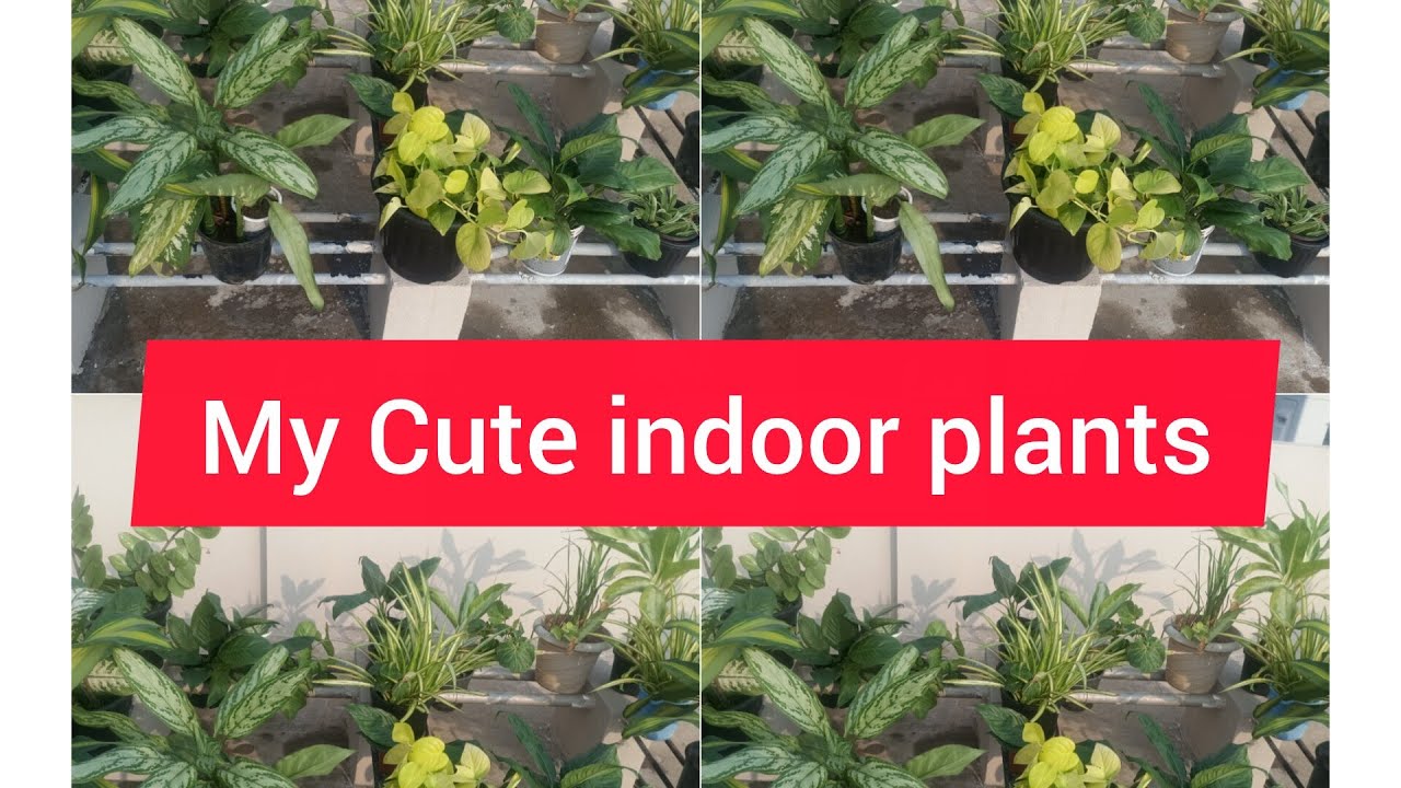  Indoor plants in my garden