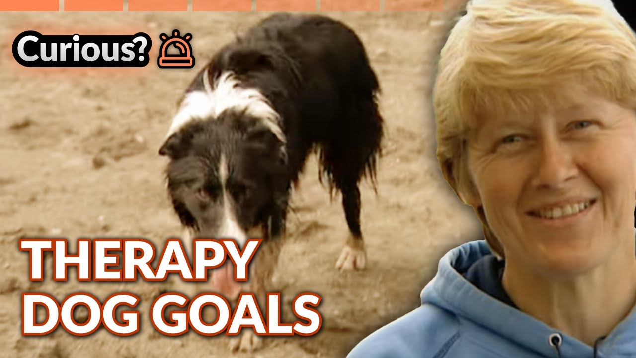 Border Collie’s Heartwarming Legacy | Dogs With Jobs