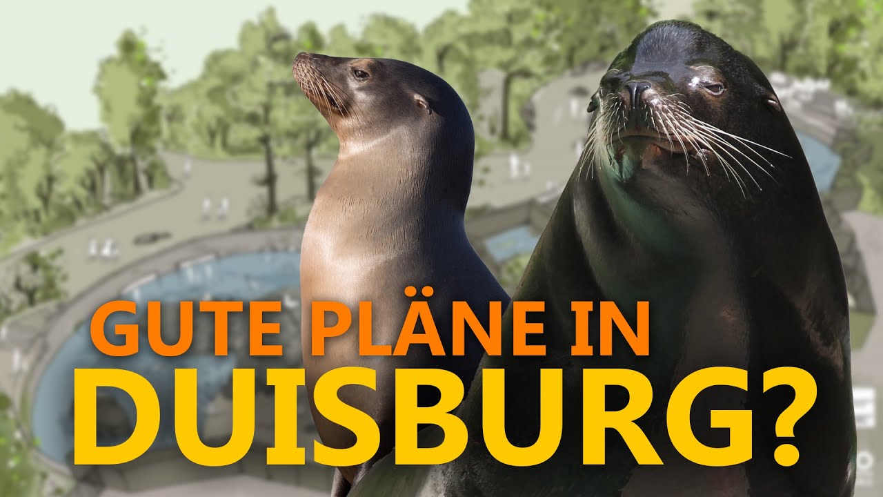 Zoo Duisburg: Was taugen die Pläne für die neue Seelöwen-Anlage?