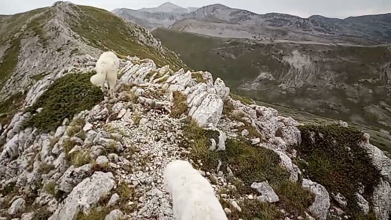 cani Pastore Abruzzese su Monte Puzzillo,Settembre 2022