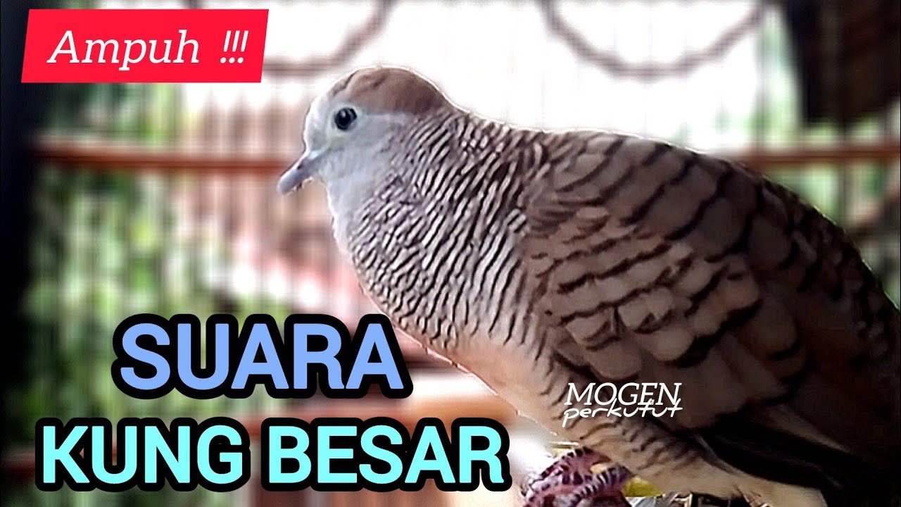 Perkutut Lokal Gacor||Suara Kung Besar Bikin Semua Perkutut Nyaut Bunyi Gacor||Ampuh 💯%