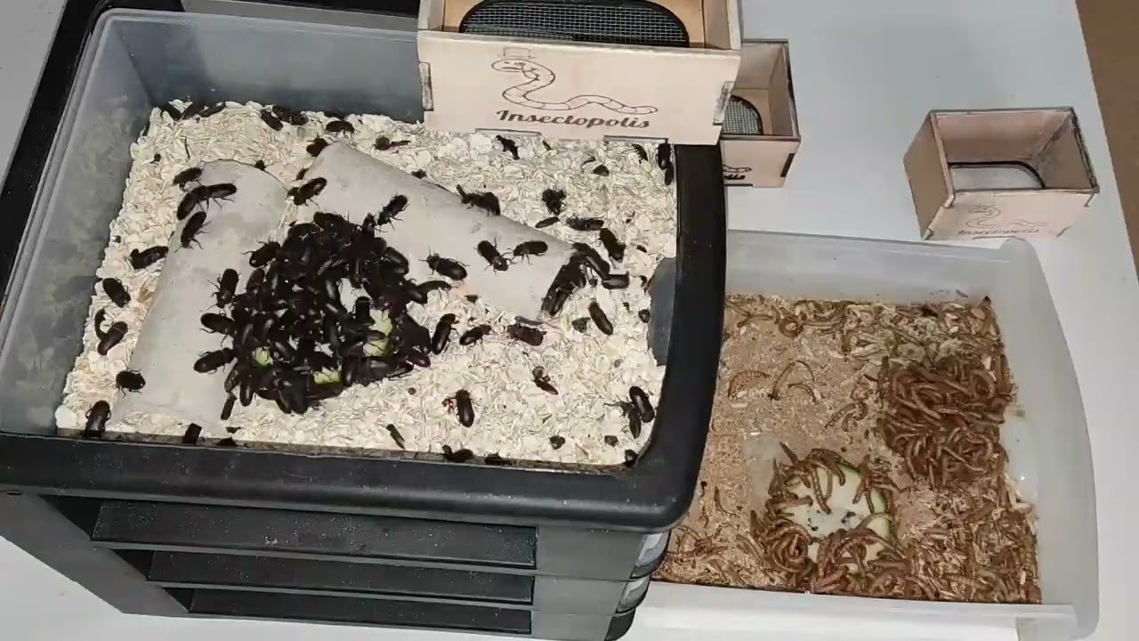 Tenebrios gusanos y escarabajos VS calabac&iacute;n #tenebrios #escarabajos #minigranjas