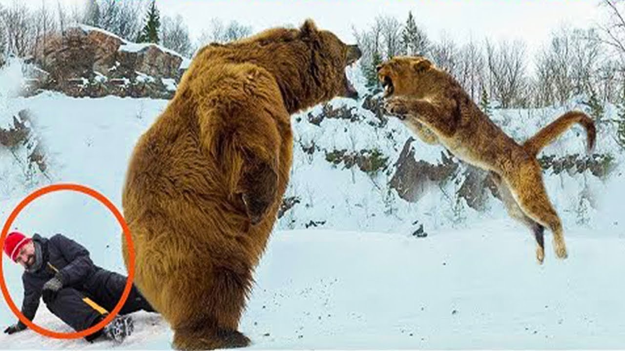 Animal Heroes Who Saved People Caught On Camera