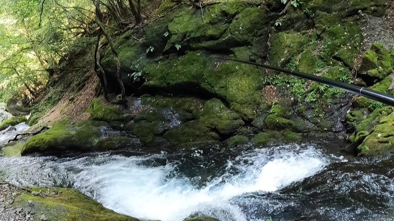 埼玉有間渓谷（渓流釣り、西川材・森林整備・良型ヤマメ・イワナが美しい）