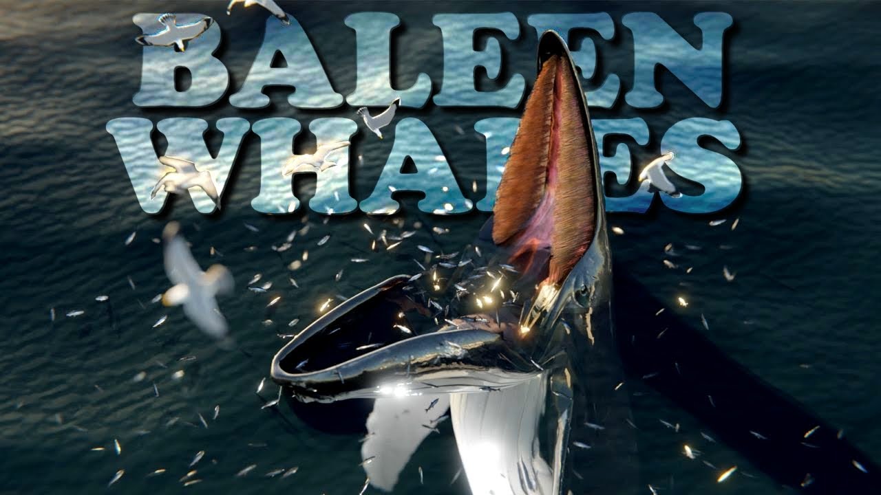 BALEEN WHALES, the biggest eat the smallest
