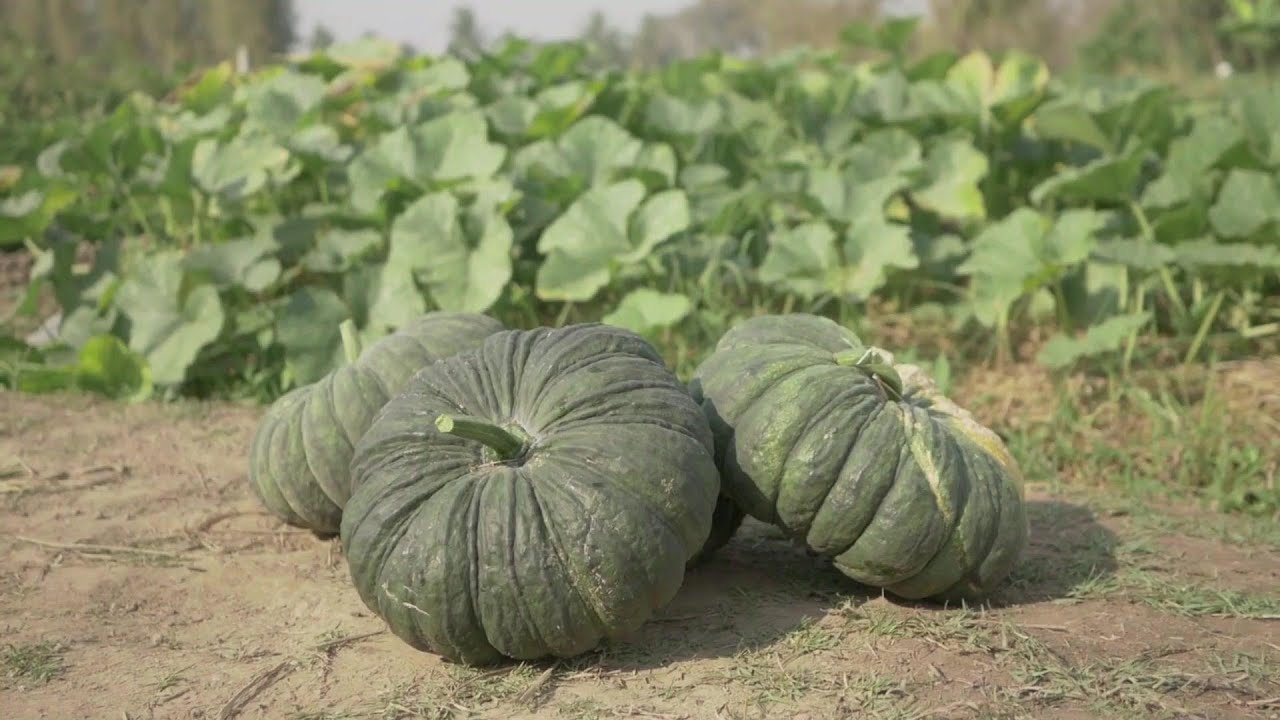 The Life Cycle of Pumpkin | Modern Agricultural Planting and Harvesting of Millstone Pumpkins