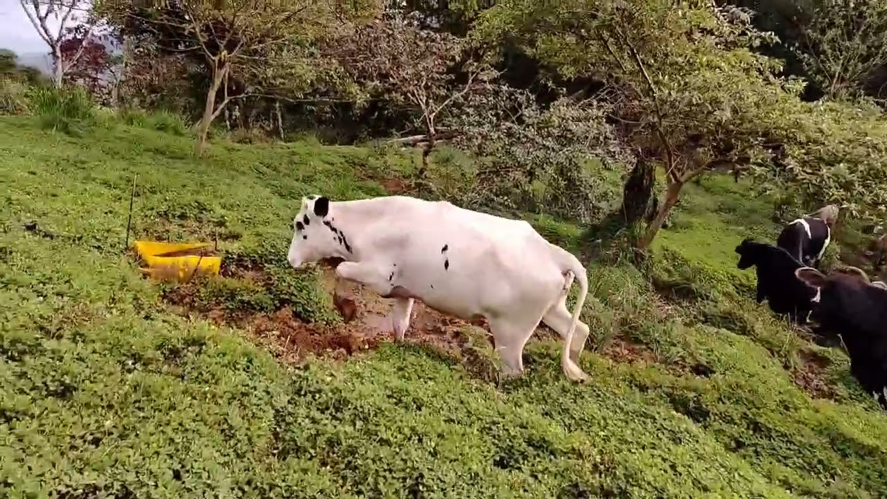 Levante de terner@s con maní forragero