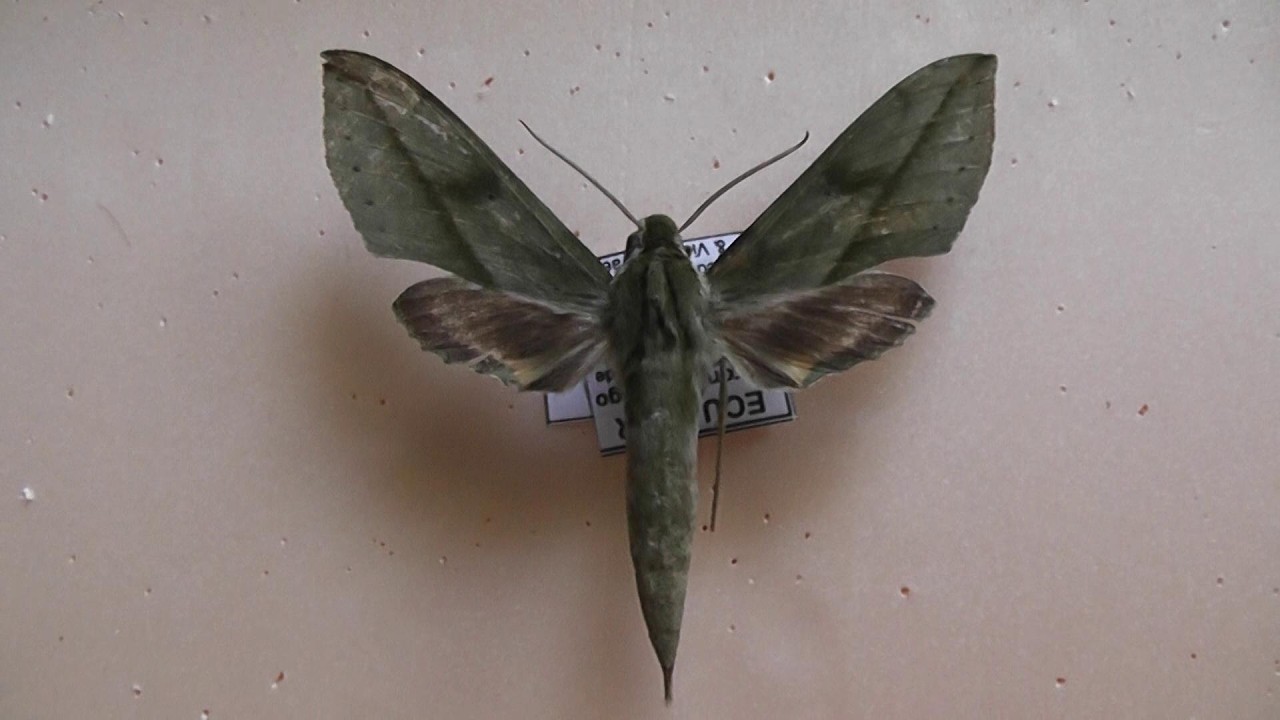 БРАЖНИКИ: 705. Xylophanes fassli