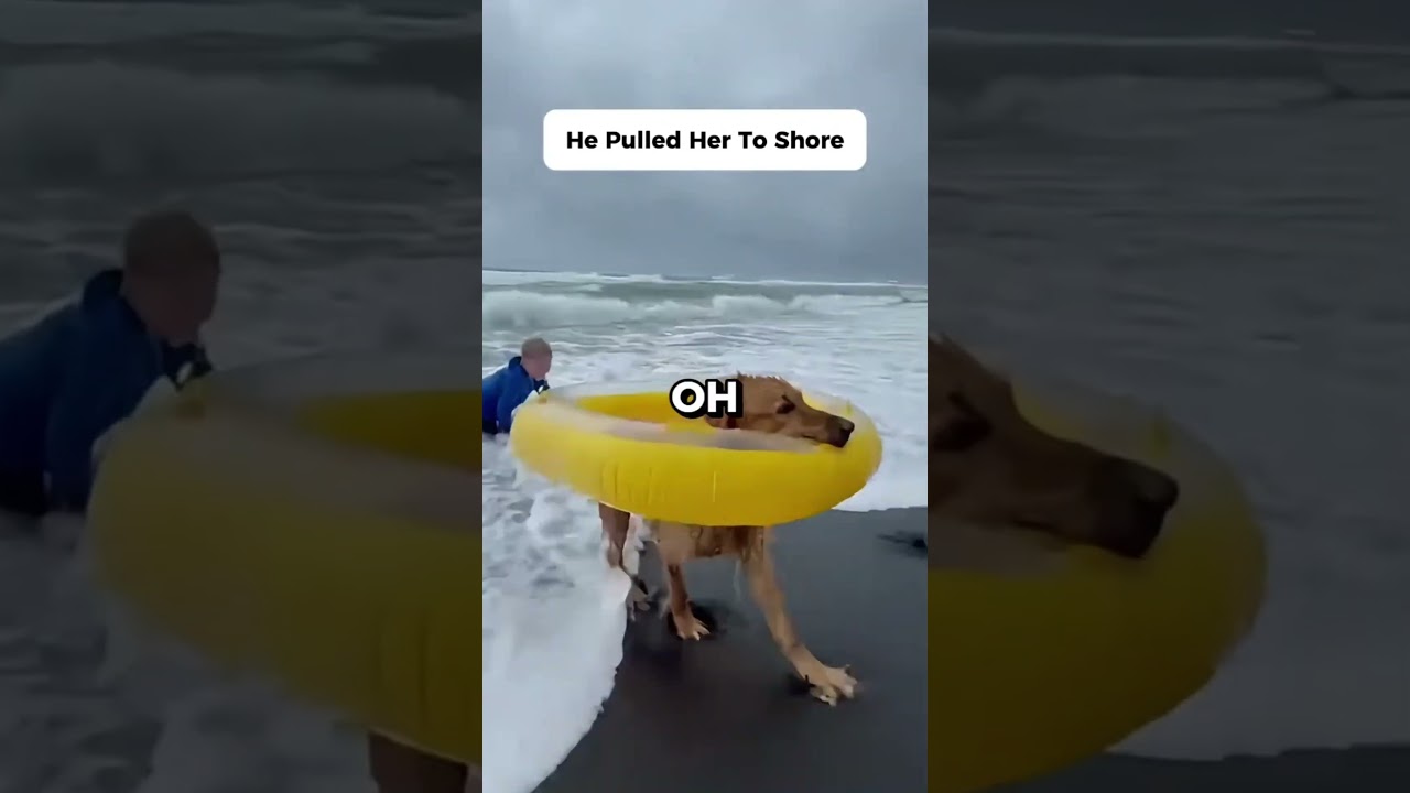 I Found This Dog After a Storm. Then He Jumped Back In 🐕💔 