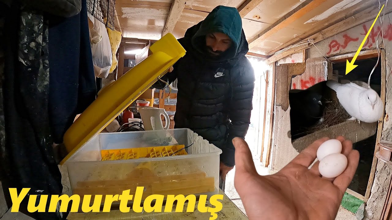 GÜVERCİNLER YUMURTLADI!-KULUÇKA MAKİNASINI ALDIK- 9.Bölüm 