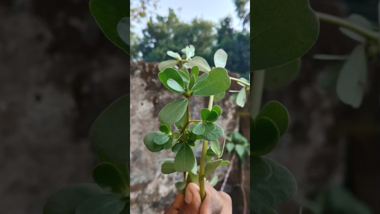 Most People Ignore This Wild Plant! Hidden Health Benefits of Purslane 