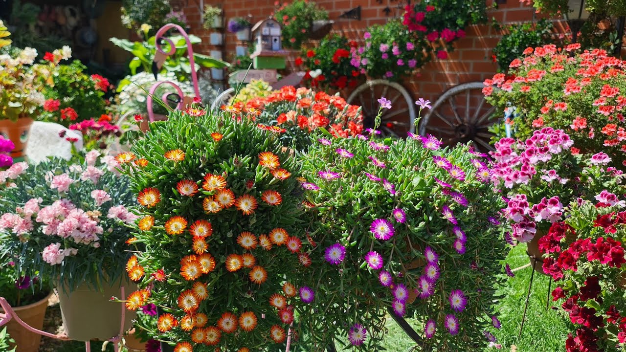Planta flor del rocío : Trepadora, rastrera, flor de colores muy vivos 🌹