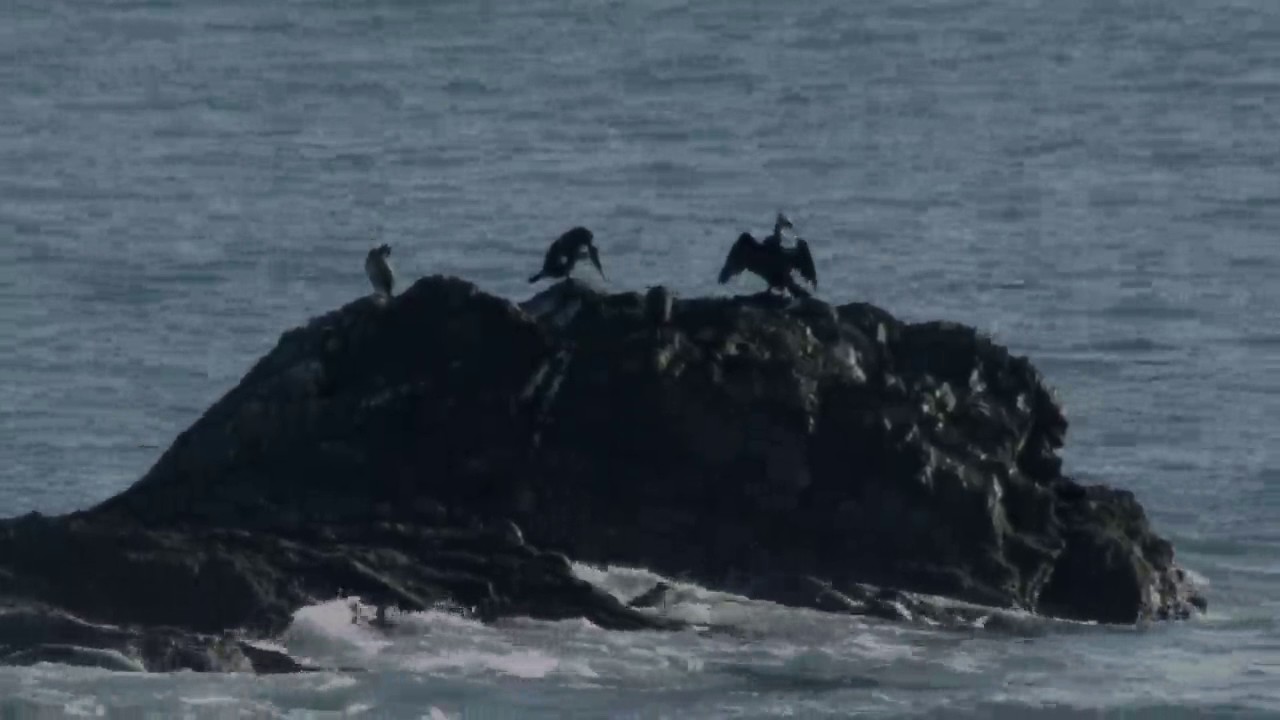 Όνειρα -  Δάκης