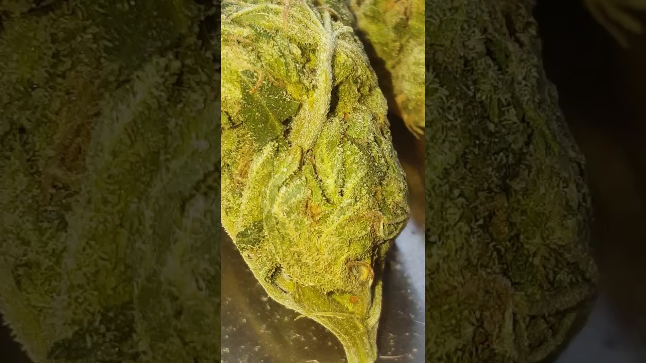 Cheese Weed Strain  3.5 grams UK GROWN