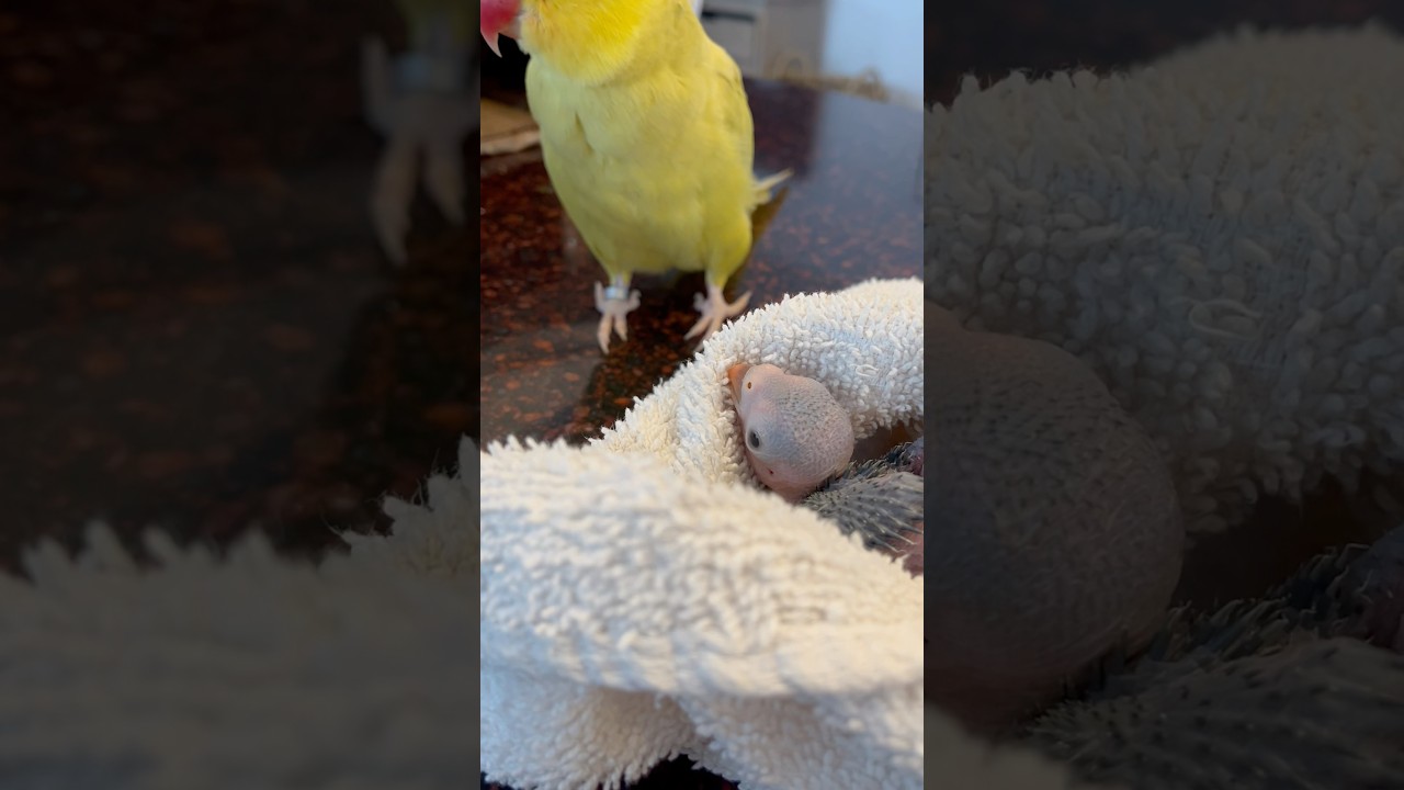 #tbt to a proud parent moment! 💚🥹 #talkingparrot #cuteanimals #babyanimals #talkingbird #couple