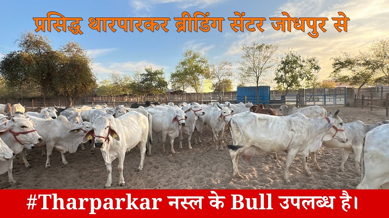 #tharparkar के अच्छी नस्ल के नंदी संवर्धन के लिए उपलब्ध है।