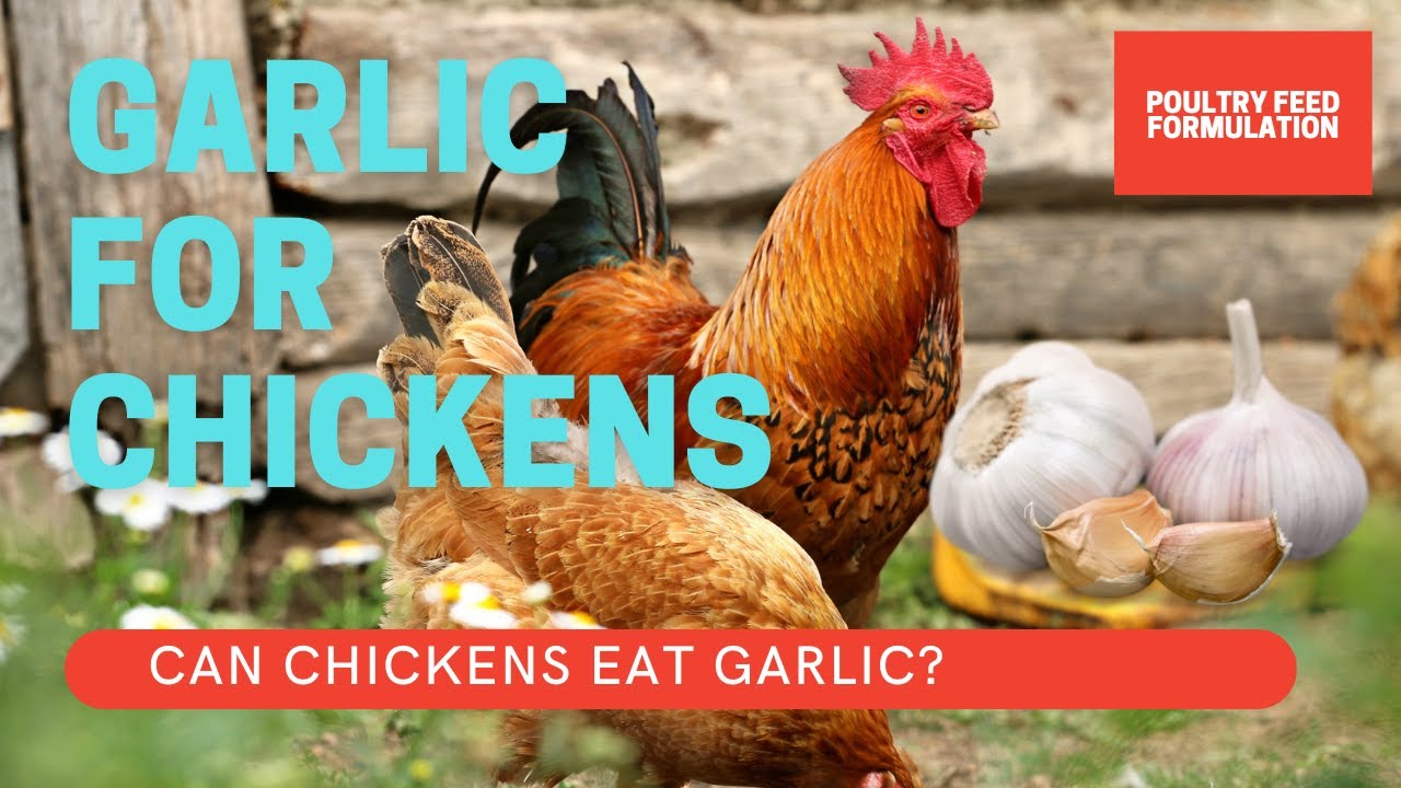 Garlic for Chickens: The Surprising Benefits You Need To Know (HD Quality)
