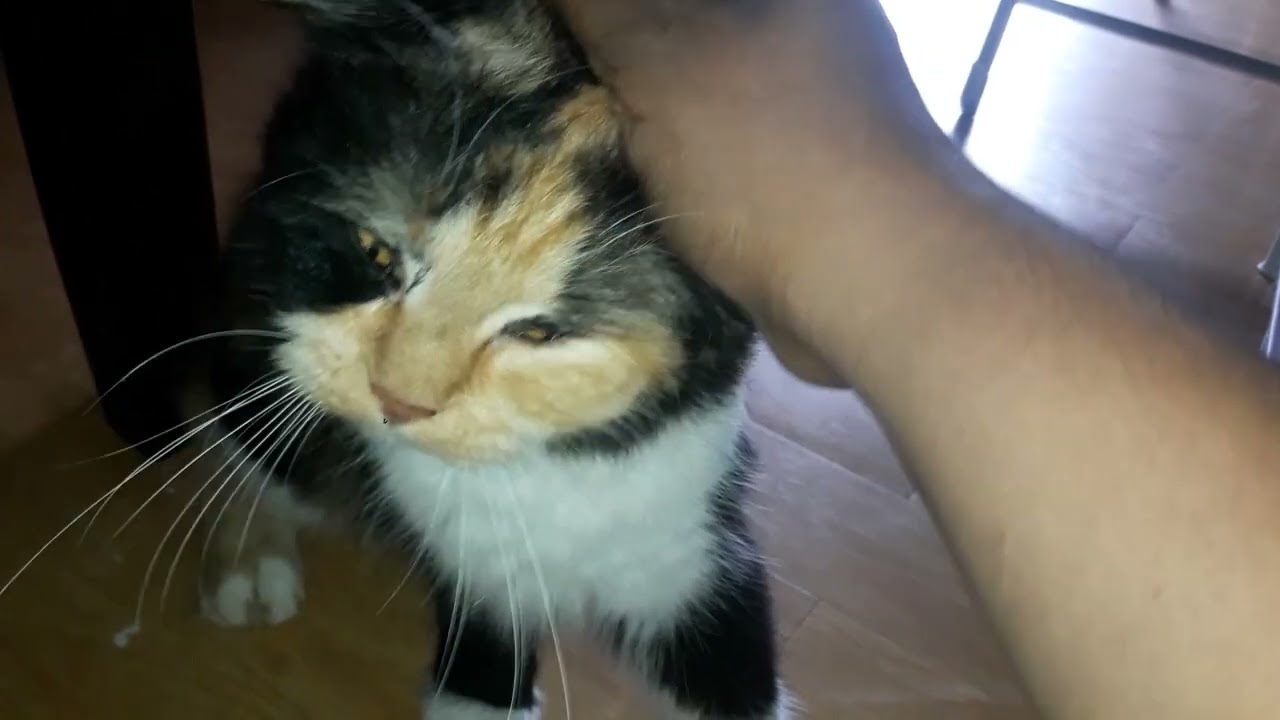 malambing😻 yan si ming ming pero  nangangagat😸😹 