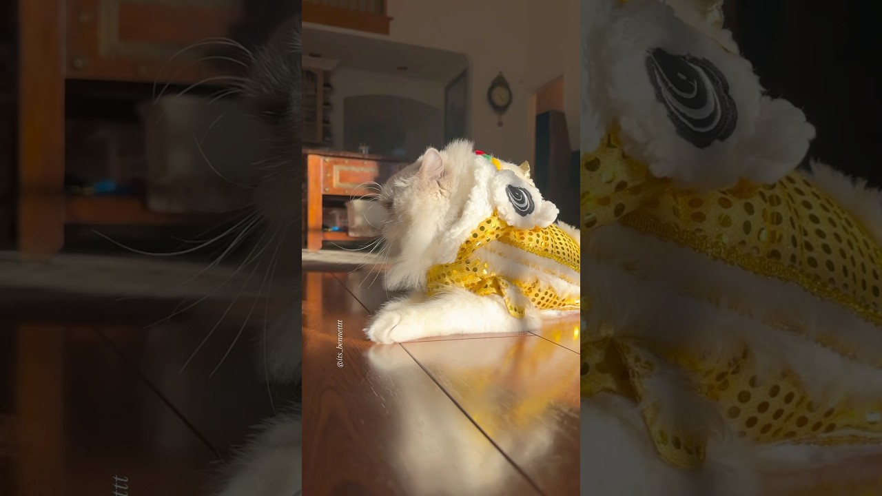 Happy Chinese New Year 😂🧧 #funnycats #chinesenewyear #happychinesenewyear #ragdollcat