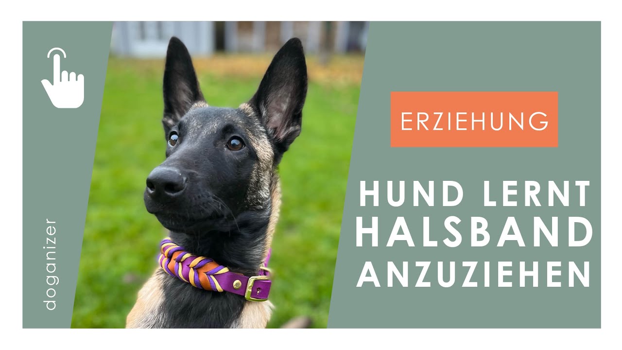 Hund lernt Halsband oder Geschirr anzuziehen | Hundetraining