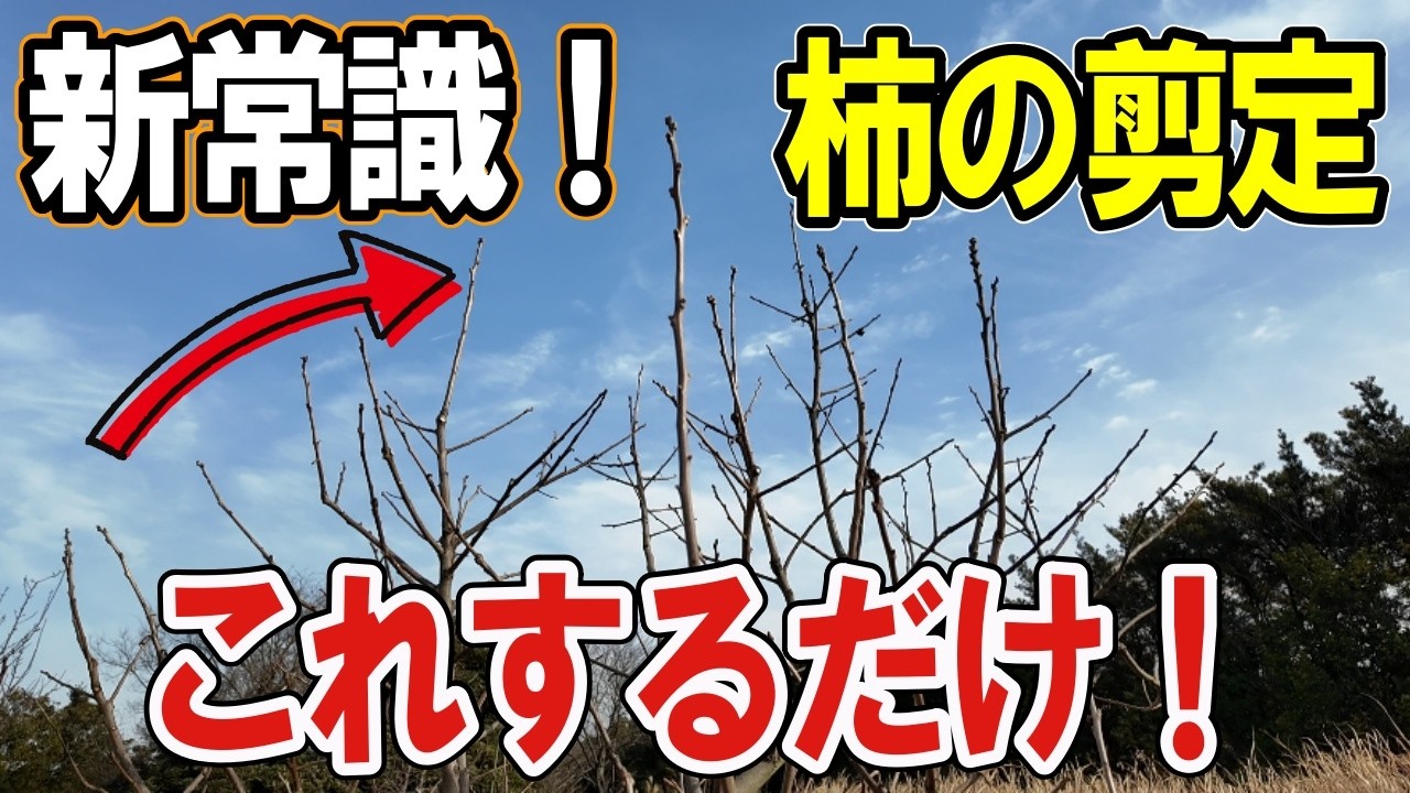 【柿 徒長枝 剪定】失敗しない柿の剪定。どの枝を残すかが全てです！切り上げ剪定/自然栽培/道法スタイル