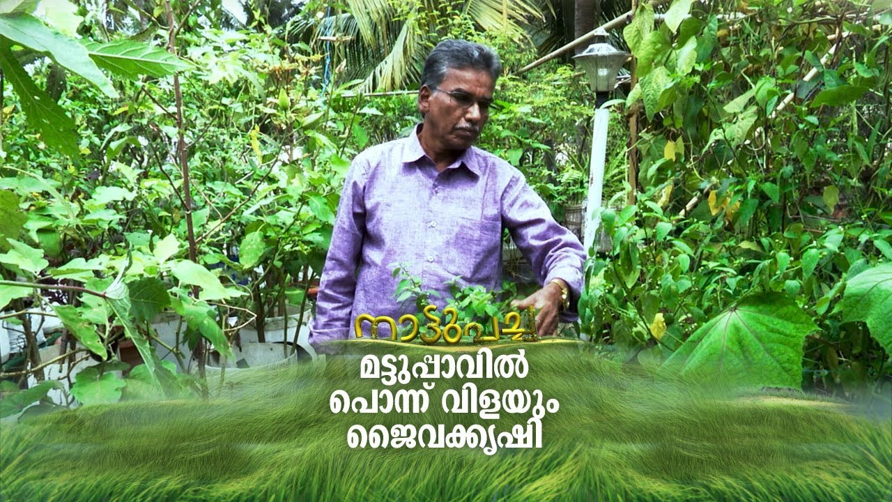 മട്ടുപ്പാവിൽ പൊന്ന് വിളയും ജൈവകൃഷി | Nattupacha