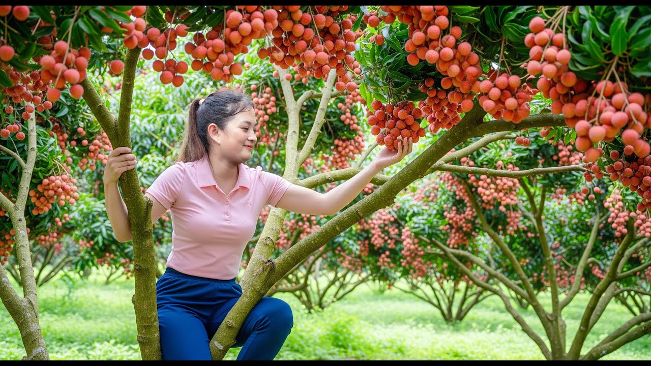 Harvesting 1000+ Lychees to Sell at the Market – Making Crispy French Fries | Lucia Daily Life