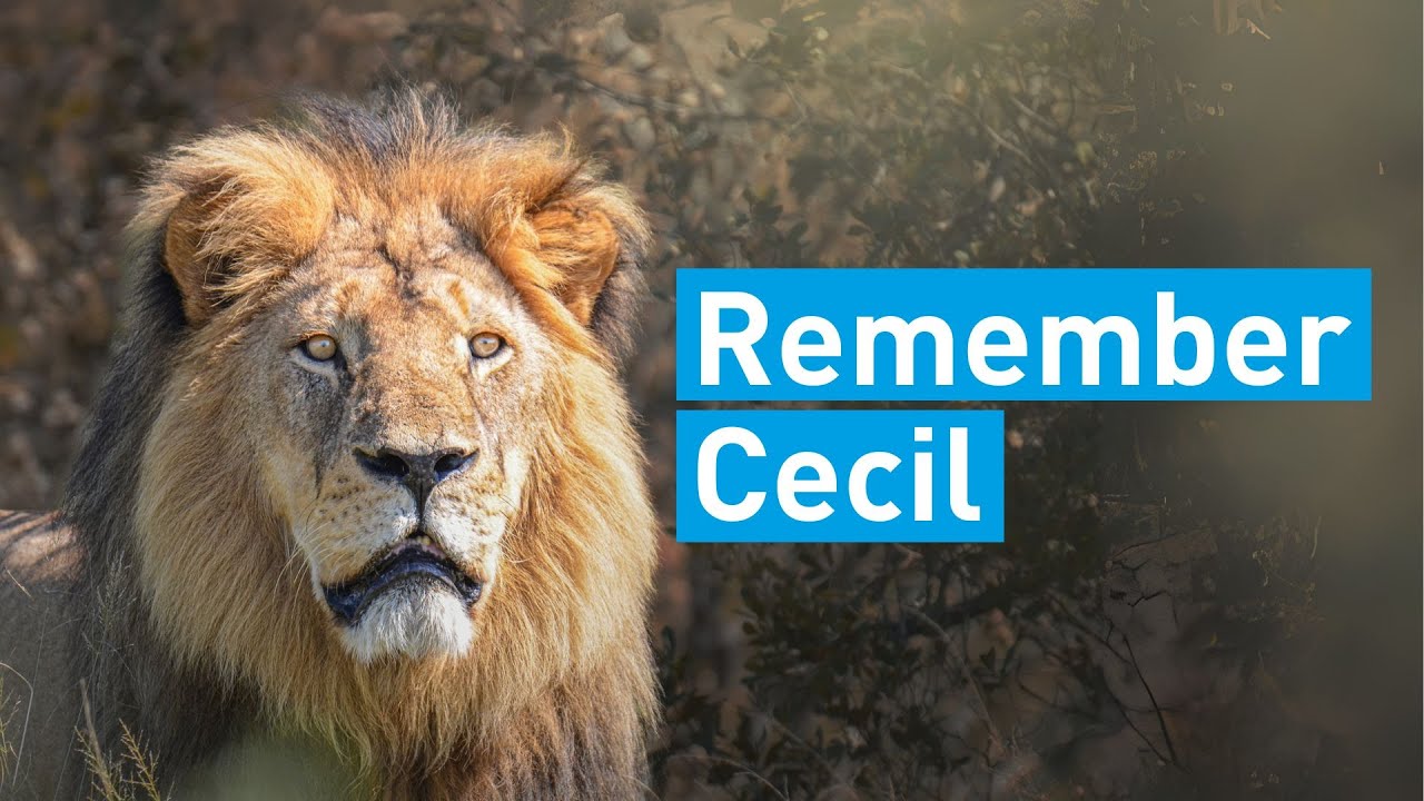 Cecil the lion: ten years on | FOUR PAWS UK | [SUBS]