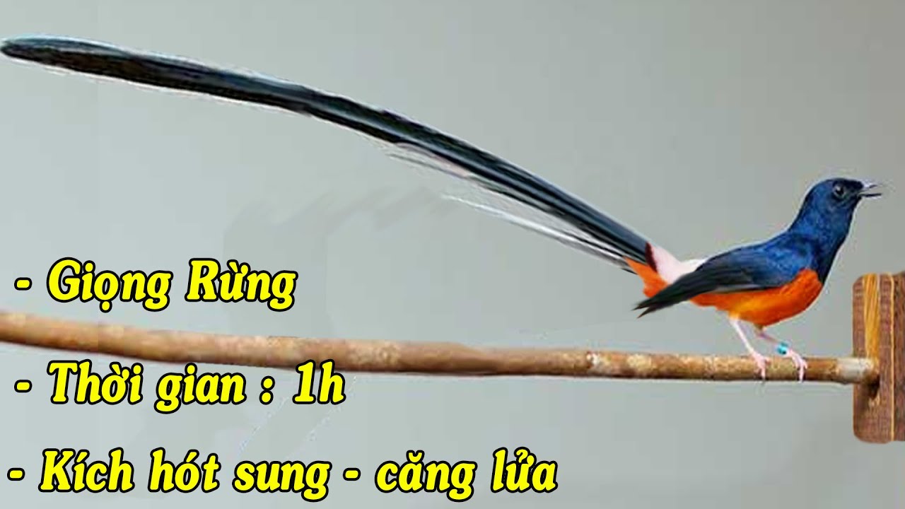Chích chòe lửa hót giọng rừng Cực Hay,Kích Chòe Lửa Căng Lửa Hót Sung muraibatu,burung,บินหลาด