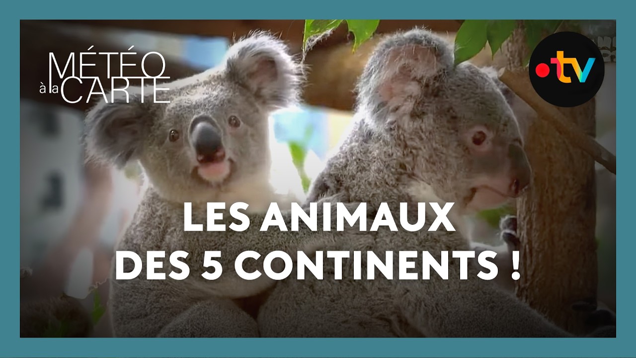À la rencontre des animaux des 5 continents !