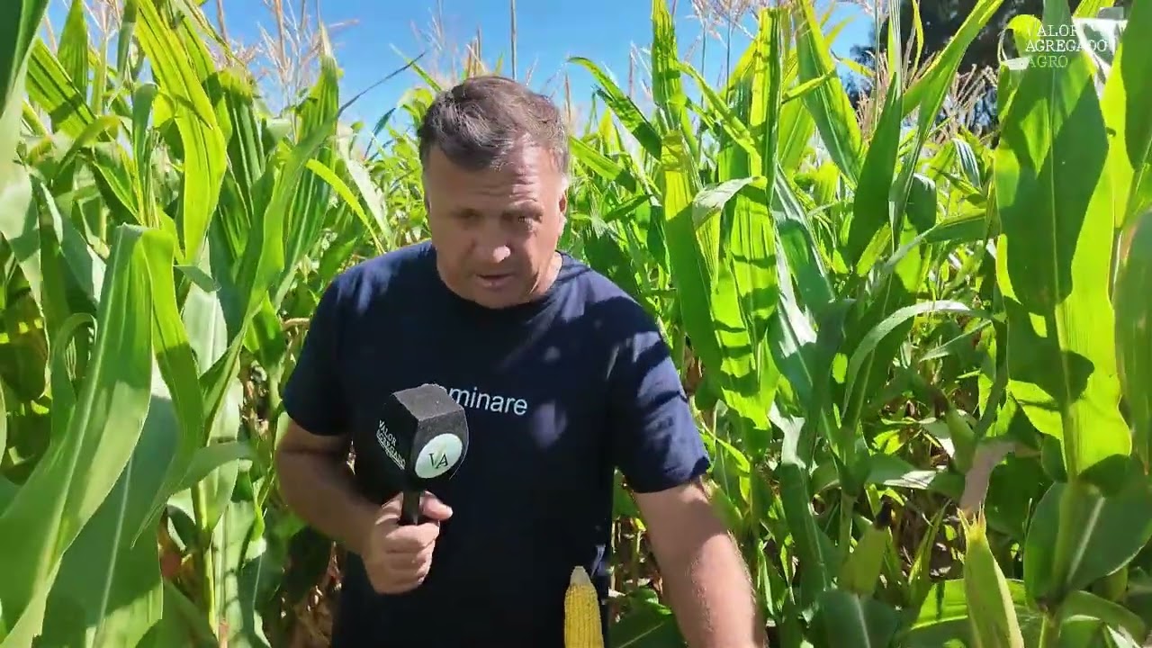 Con manejo y genética, el maíz temprano defiende el rinde en un verano adverso