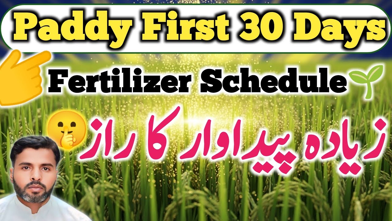 Paddy First 30 Days: The Fertilizer Schedule Your Crop Needs Now! | Farming Expert 786