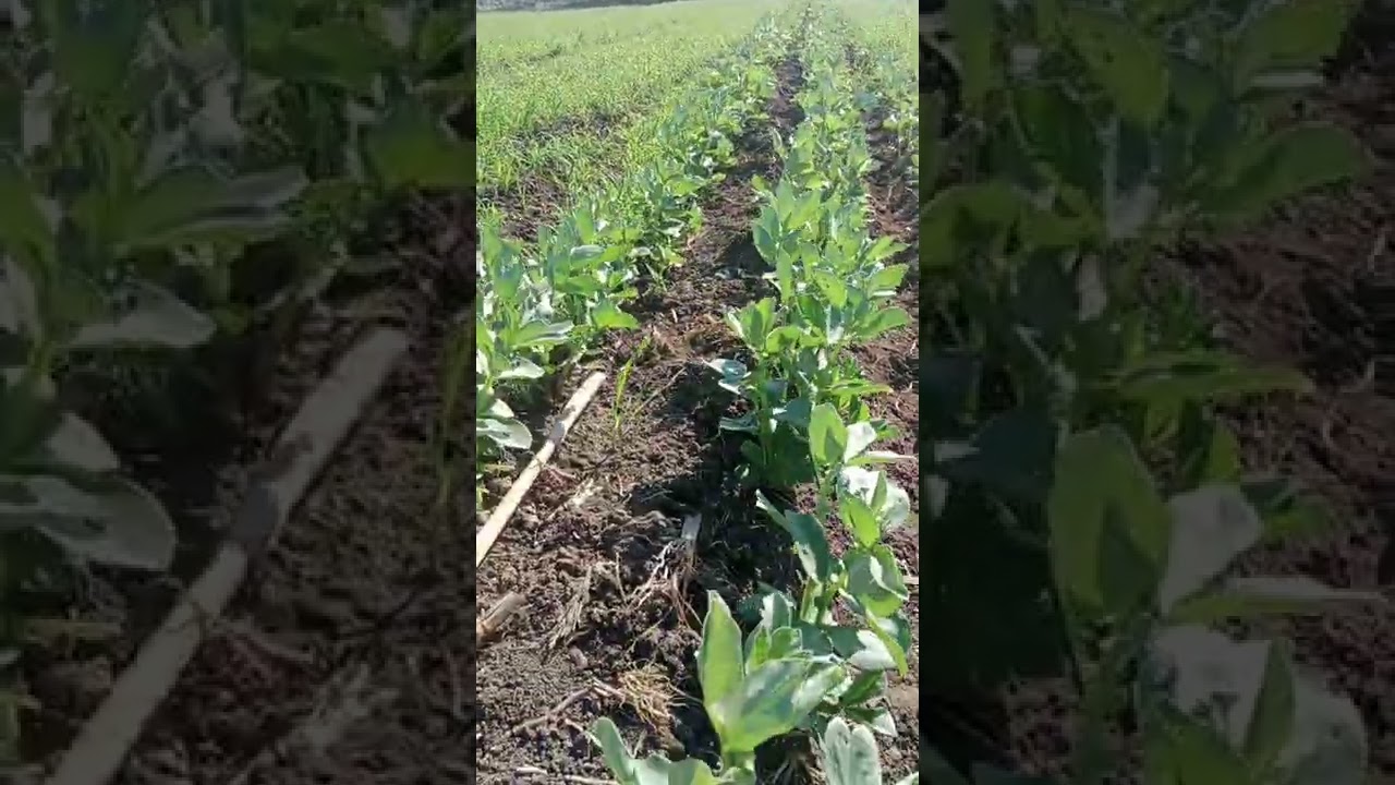 براعة زراعة وإنتاج محصولين من القمح 30 أردب+الفول البلدي4 أردب تحميل الفول علي القمح علي مصاطب