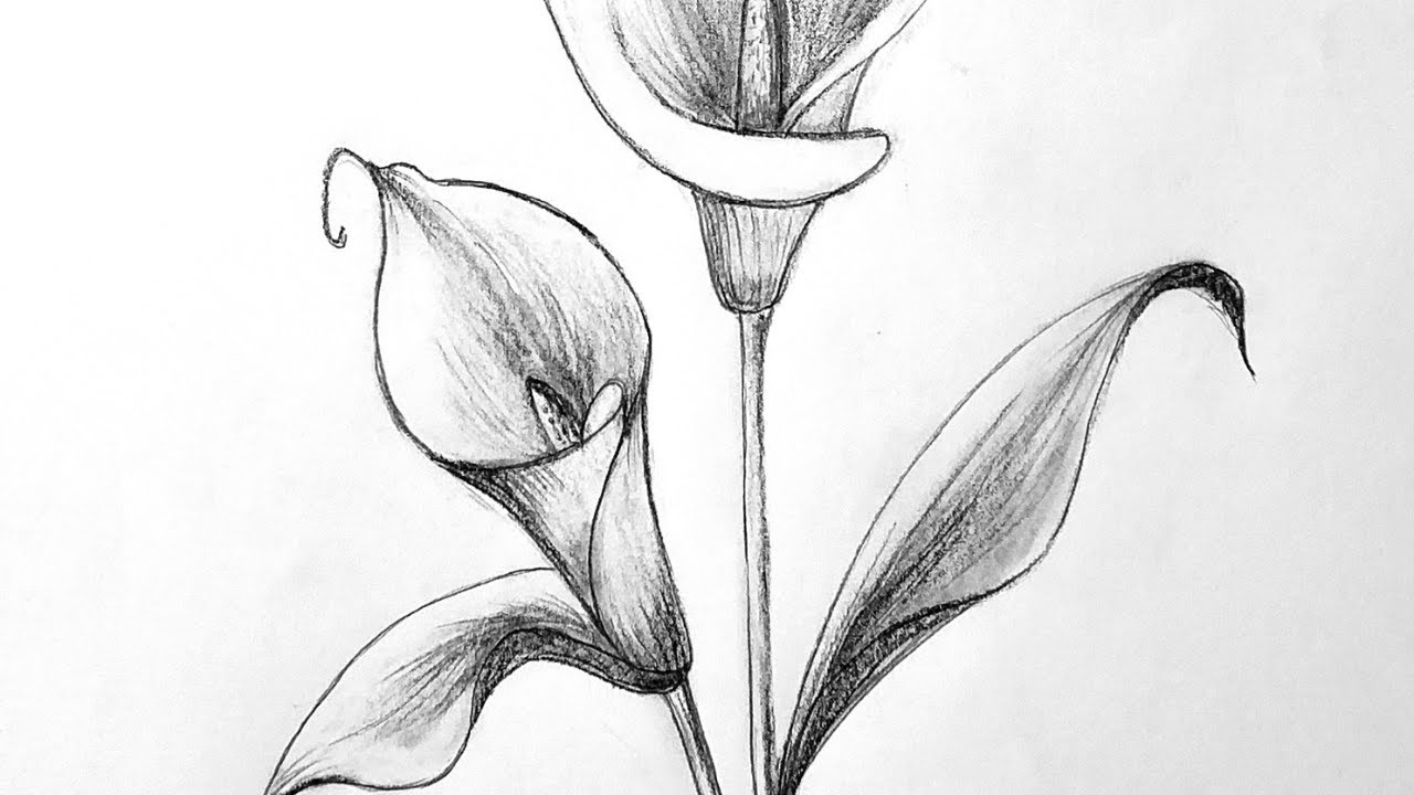 how to draw a lily flower step by step