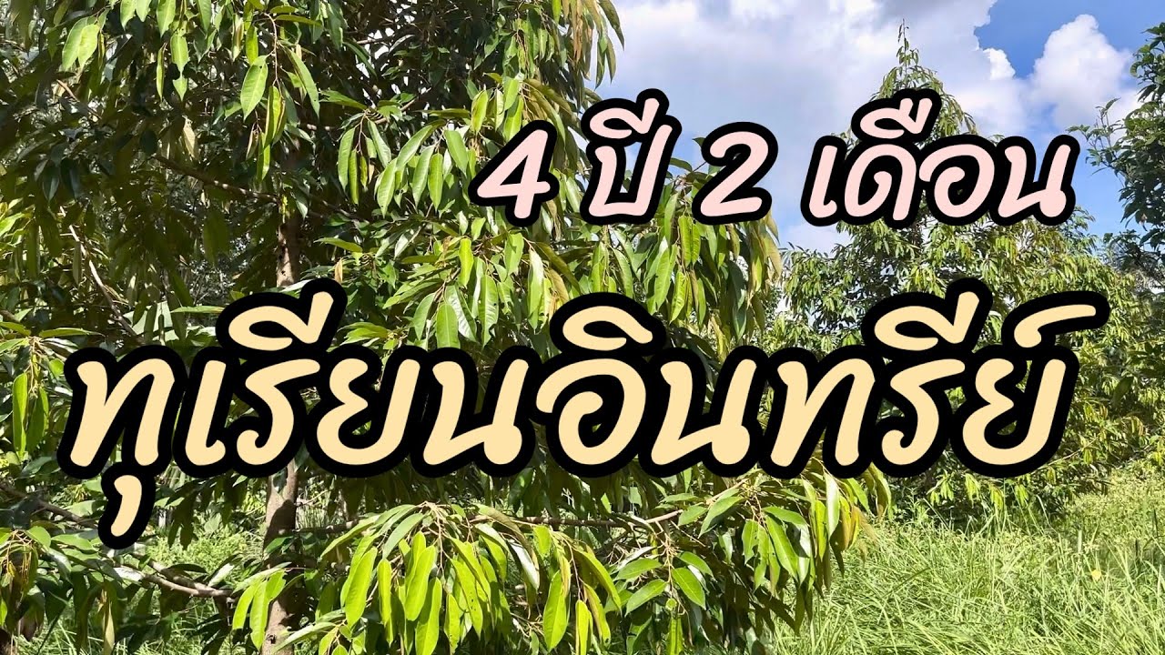 อัพเดททุเรียนอินทรีย์ 4 ปี 2 เดือน